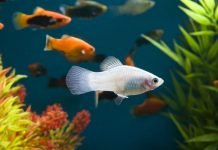 Приспособления, позволяющие рыбам расходовать меньше энергии при движении в воде Благодаря особому устройству тела рыбы тратят минимум энергии, плавая в воде.