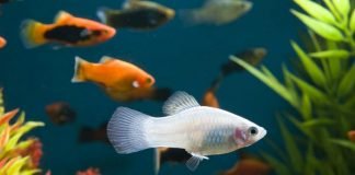 Приспособления, позволяющие рыбам расходовать меньше энергии при движении в воде Благодаря особому устройству тела рыбы тратят минимум энергии, плавая в воде.