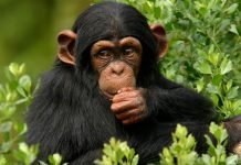 Ученые: у шимпанзе появилась собственная религия У шимпанзе появилась религия.