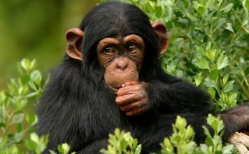 Ученые: у шимпанзе появилась собственная религия У шимпанзе появилась религия.