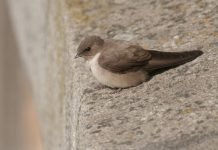Скалистая ласточка — пернатый альпинист Скалистая ласточка (Ptyonoprogne rupestris).