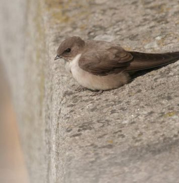 Скалистая ласточка — пернатый альпинист Скалистая ласточка (Ptyonoprogne rupestris).