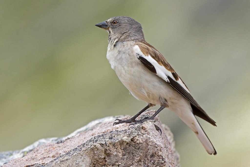 Снежный вьюрок (Montifringilla nivalis).