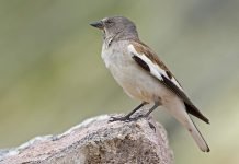 Снежный вьюрок — проворная птица семейства воробьиных Снежный вьюрок (Montifringilla nivalis).