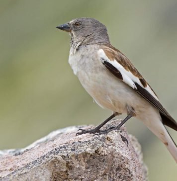 Снежный вьюрок — проворная птица семейства воробьиных Снежный вьюрок (Montifringilla nivalis).