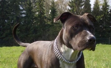 Стаффордширский терьер, или амстафф