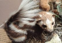 Восточный пятнистый скунс – любимчик фермеров Скунсовые относятся к всеядным хищным.