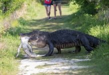 Аллигатор из Флориды съел своего младшего собрата на глазах у туристов Аллигаторы не прочь съесть не только более крупную добычу, но и своего сородича.