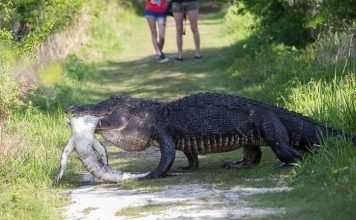 Аллигатор из Флориды съел своего младшего собрата на глазах у туристов Аллигаторы не прочь съесть не только более крупную добычу, но и своего сородича.