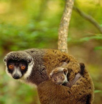 Авагис руноносный или восточный шерстистый лемур Восточный шерстистый лемур (Avahi laniger).