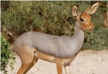 Бейра — небольшая восточноафриканская антилопа Бейра (Dorcatragus megalotis).