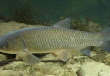 Белый амур — крупный представитель карповых рыб Белый амур (Ctenopharyngodon idella).