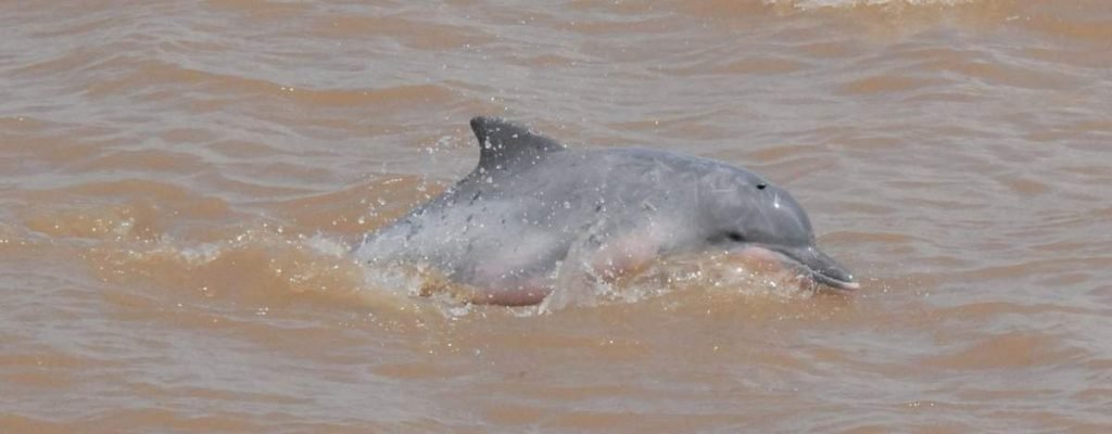 Экологическая ситуация в мире очень сказывается на жизни многих водных обитателей, в т.ч. и белых дельфинов.