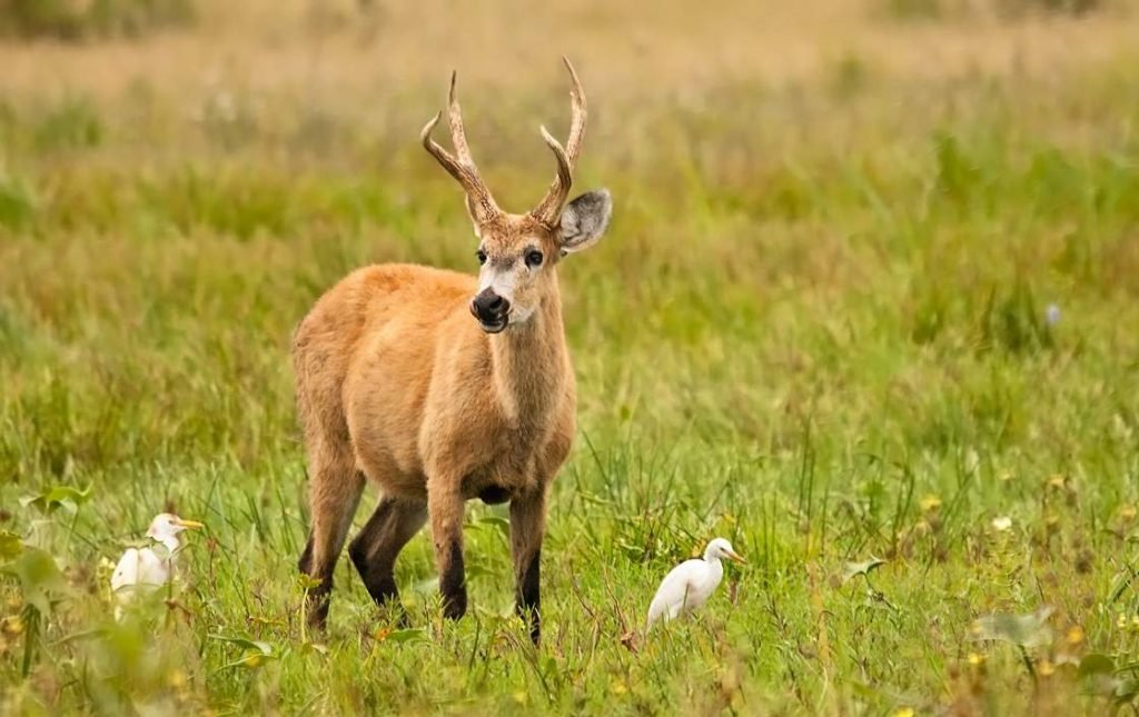 Болотный олень (Blastocerus dichotomus).