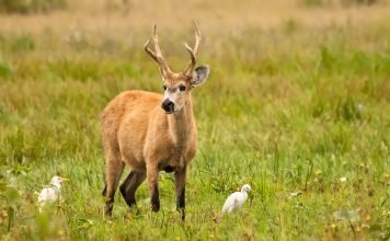 Болотный олень — парнокопытное, похожее на барасингу Болотный олень (Blastocerus dichotomus).