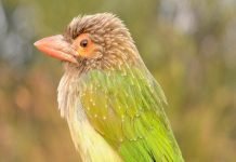 Большой зеленый барбет — дятел с бородкой Большой зеленый барбет (Megalaima zeylanica).