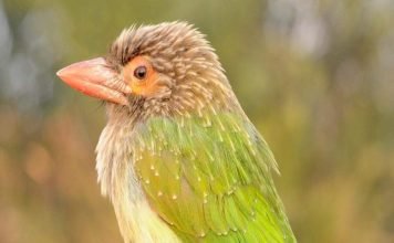 Большой зеленый барбет — дятел с бородкой Большой зеленый барбет (Megalaima zeylanica).