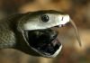 Черная мамба — ядовитая змея с черной пастью Чёрная мамба (Dendroaspis polylepis).
