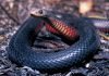 Черная змея — эндемик Австралии Чёрная змея (Pseudechis porphyriacus).