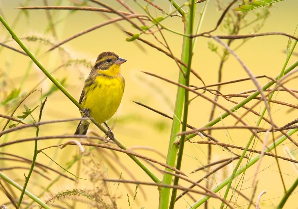 Дубровник (Emberiza aureola).