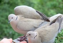 Горлица — всем известный голубь Горлицы (Streptopelia).