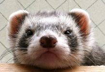 Хорьку удалось нарушить работу Большого адронного коллайдера В результате вторжения в Большой адронный коллайдер хорек погиб, и вывел из работы установку.