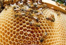 Какие вещества выделяют насекомые? Пчелы выделяют воск и строят соты.