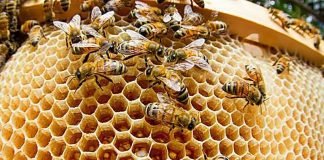 Какие вещества выделяют насекомые? Пчелы выделяют воск и строят соты.