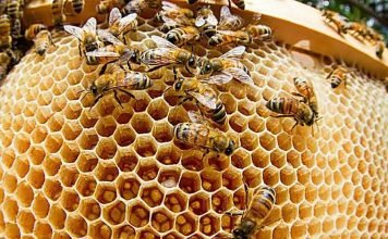 Какие вещества выделяют насекомые? Пчелы выделяют воск и строят соты.