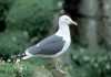 Клуша — новый вид чайки Клуша (Larus fuscus).