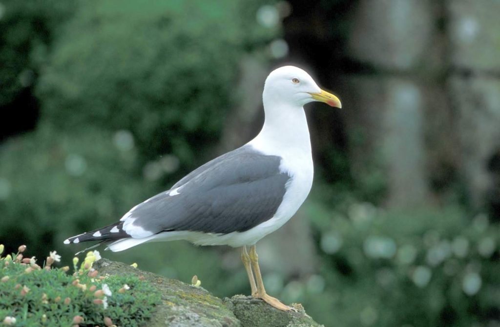 Клуша (Larus fuscus).