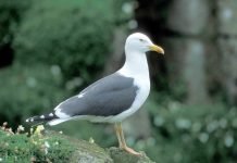 Клуша — новый вид чайки Клуша (Larus fuscus).