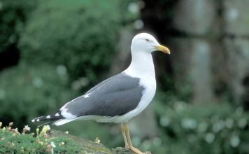 Клуша — новый вид чайки Клуша (Larus fuscus).