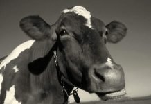 Спасатели вытащили провалившихся под лед коров Спасены коровы, провалившиеся под лед.