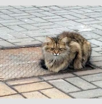 Кот-Хатико, ожидавший возвращения хозяина на протяжении года Теперь Хатико называют не только преданных псов, но и котиков.