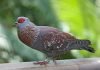 Крапчатый голубь — африканский пернатый «посыльный» Крапчатый голубь (Columba guinea).