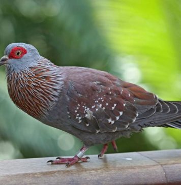 Крапчатый голубь — африканский пернатый «посыльный» Крапчатый голубь (Columba guinea).