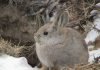Кролик-пигмей — уязвимый вид Кролик-пигмей (Brachylagus idahoensis).