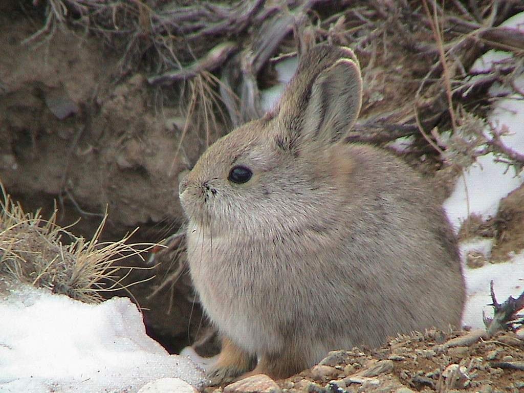 Кролик-пигмей (Brachylagus idahoensis).