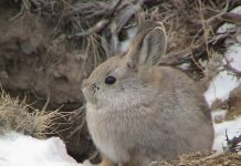 Кролик-пигмей — уязвимый вид Кролик-пигмей (Brachylagus idahoensis).