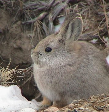Кролик-пигмей — уязвимый вид Кролик-пигмей (Brachylagus idahoensis).