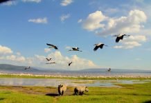 Национальный парк Озеро Накуру – живая картина