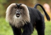 Львинохвостый макак — обезьяна-бородач из международной Красной Книги Львинохвостый макак (Macaca silenus).