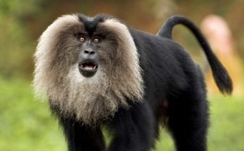 Львинохвостый макак — обезьяна-бородач из международной Красной Книги Львинохвостый макак (Macaca silenus).