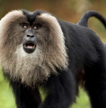 Львинохвостый макак — обезьяна-бородач из международной Красной Книги Львинохвостый макак (Macaca silenus).