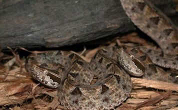 Малайский щитомордник — единственный представитель рода Малайский щитомордник (Calloselasma rhodostoma).