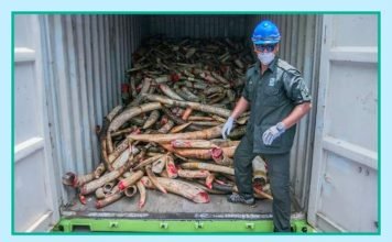 Малайзия уничтожила 9,5 тонн слоновой кости В Малайзии уничтожили колоссальное количество слоновьих бивней.