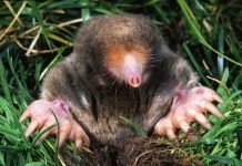 Могеры — что это за зверьки, и все об их образе жизни Могера (лат. Mogera).