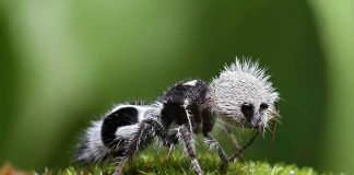 Муравей-панда — букашка, похожая на бамбукового медведя Муравей-панда (Euspinolia militaris).