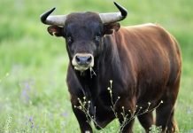 На Кубани пьяный мужчина украл у женщины быка Мужчина украл у соседки быка и продал его за сумму, гораздо меньшую, чем стоит животное.